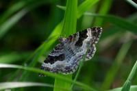 Epirrhoe alternata