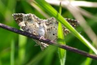 Epirrhoe alternata