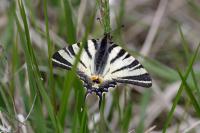 Iphiclides podalirius