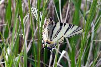 Iphiclides podalirius