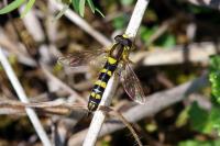Sphaerophoria scripta