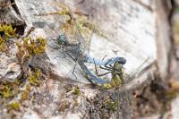 Orthetrum cancellatum