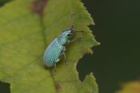 Phyllobius virideaeris