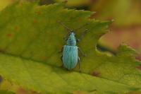 Phyllobius virideaeris