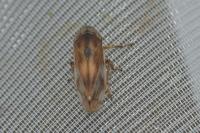 Neophilaenus campestris