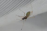 Gampsocoris punctipes punctipes