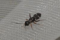 Globiceps sphaegiformis