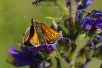 Thymelicus lineola