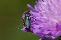 Clanoptilus elegans
