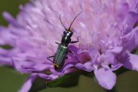 Clanoptilus elegans