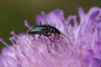 Clanoptilus elegans