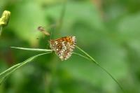 Melitaea athalia