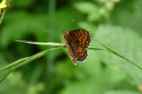 Melitaea athalia