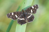Araschnia levana