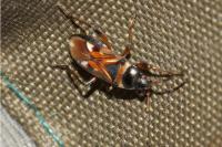 Raglius alboacuminatus
