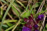 Bicolorana bicolor