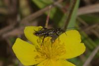Oedemera flavipes