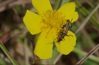 Oedemera flavipes