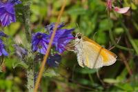Thymelicus sylvestris