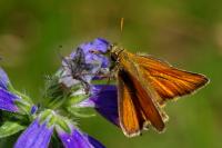 Thymelicus sylvestris