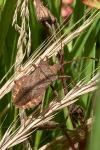 Coreus marginatus