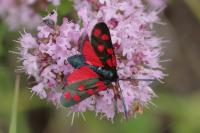 Zygaena transalpina