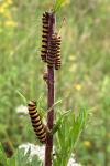 Tyria jacobaeae
