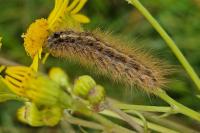Phragmatobia fuliginosa