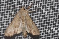 Apamea lithoxylaea