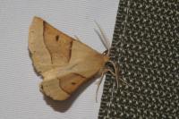 Crocallis elinguaria