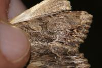 Apamea monoglypha monoglypha
