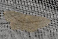 Scopula nigropunctata