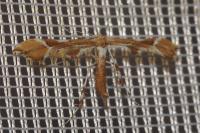 Cnaemidophorus rhododactylus