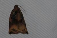 Archips podana