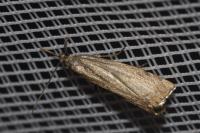 Chrysoteuchia culmella