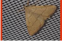 Paracolax tristalis