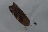 Noctua fimbriata