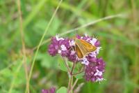 Thymelicus acteon