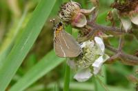 Satyrium w-album