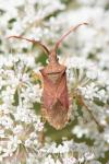 Gonocerus acuteangulatus