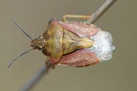 Carpocoris purpureipennis