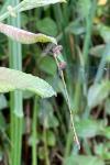 Chalcolestes viridis