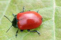 Chrysomela populi
