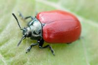 Chrysomela populi