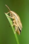Aelia acuminata
