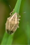 Aelia acuminata