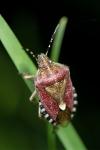 Dolycoris baccarum