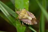 Carpocoris purpureipennis