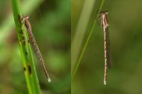 Sympecma fusca