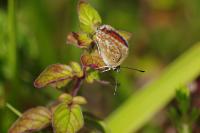 Aricia agestis